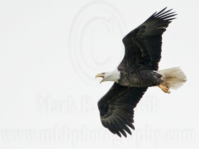 _MG_2554 Bald Eagle.jpg