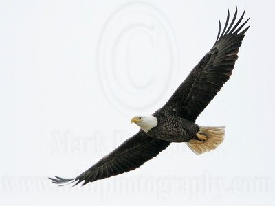 _MG_2851 Bald Eagle.jpg