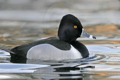 _MG_1491 Ring-necked Duck.jpg