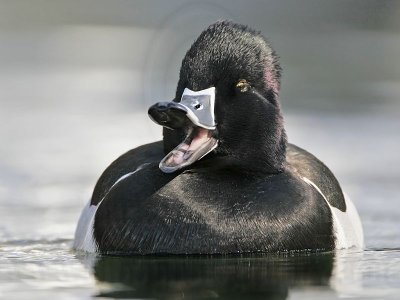 _MG_8851 Ring-necked Duck.jpg