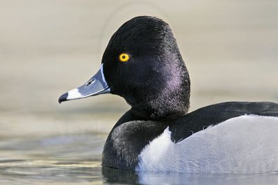 _MG_8939 Ring-necked Duck.jpg