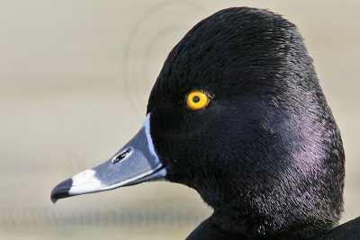 _MG_8939crop Ring-necked Duck.jpg