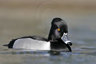 _MG_9114 Ring-necked Duck.jpg