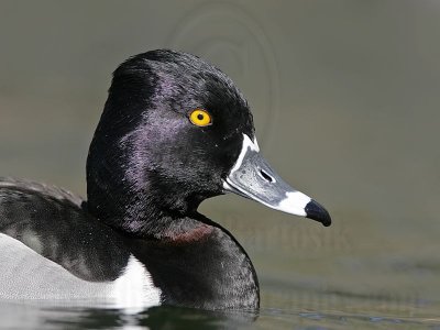 _MG_9269 Ring-necked Duck.jpg