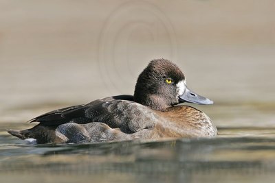 _MG_8759 Lesser Scaup.jpg