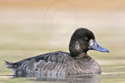 _MG_8911 Lesser Scaup.jpg