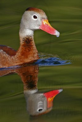 _MG_7912 Black-bellied Whistling-Duck.jpg