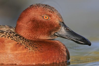 _MG_4444 Cinnamon Teal.jpg