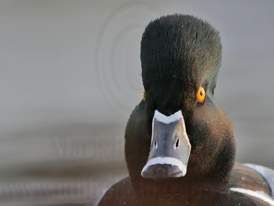 _MG_5439 Ring-necked Duck.jpg