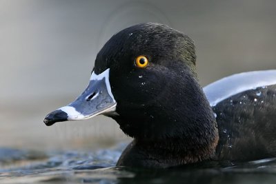 _MG_5450 Ring-necked Duck.jpg