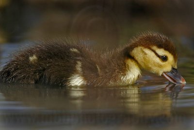 _MG_3215 Muscovy Duck.jpg