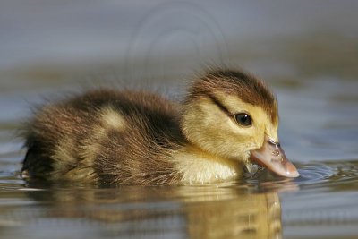 _MG_3243 Muscovy Duck.jpg