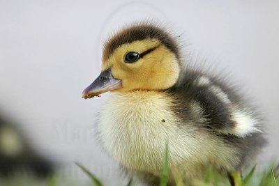 _MG_4966 Muscovy Duck.jpg