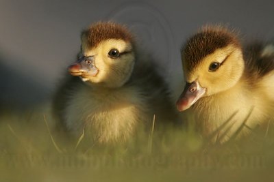 _MG_5147 Muscovy Duck.jpg