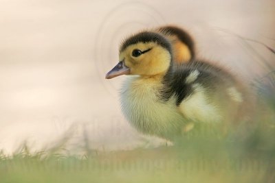 _MG_5173 Muscovy Duck.jpg