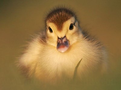 _MG_5267 Muscovy Duck.jpg