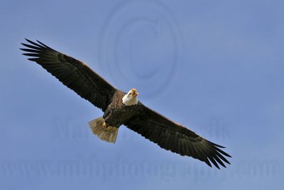 _MG_6251 Bald Eagle.jpg
