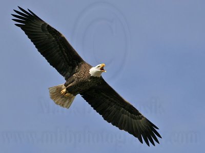 _MG_6253 Bald Eagle.jpg