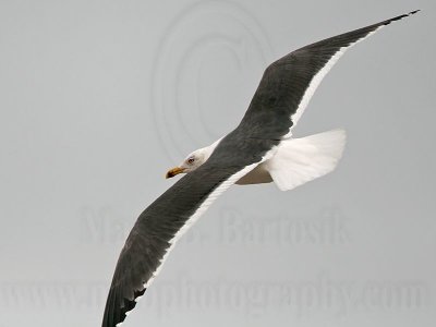 _MG_7206 Lesser Black-backed Gull.jpg