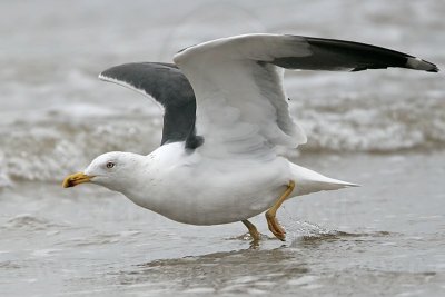 _MG_7277 Lesser Black-backed Gull.jpg