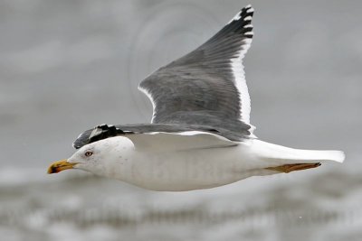 _MG_7296 Lesser Black-backed Gull.jpg