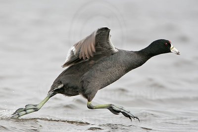 _MG_6884 American Coot.jpg