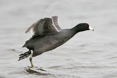 _MG_6889 American Coot.jpg