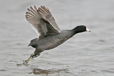 _MG_6890 American Coot.jpg