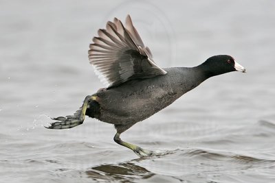 _MG_6892 American Coot.jpg