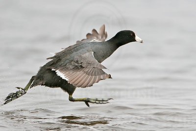 _MG_6893 American Coot.jpg