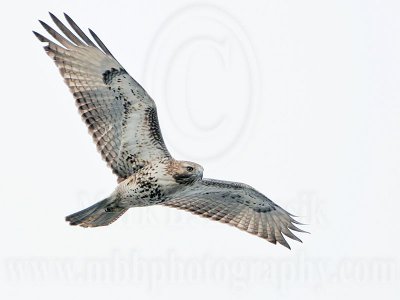 _MG_7343 Red-tailed Hawk.jpg