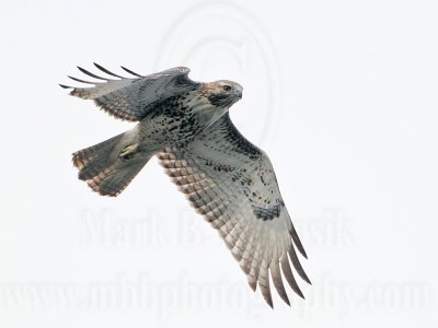 _MG_7347 Red-tailed Hawk.jpg