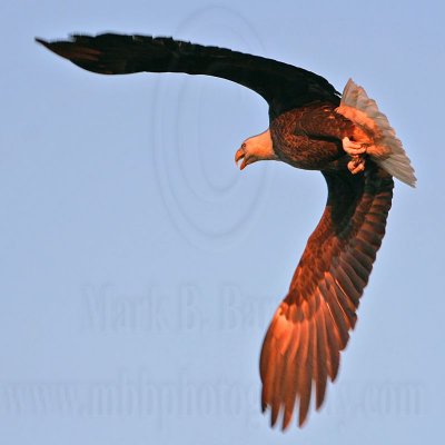 _MG_4805 Bald Eagle.jpg