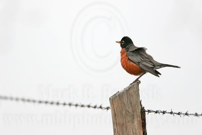 _MG_5120 American Robin.jpg