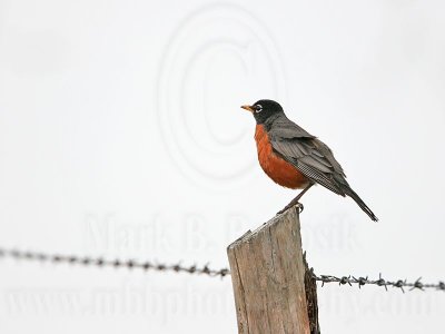 _MG_5123 American Robin.jpg