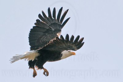 _MG_6108 Bald Eagle.jpg
