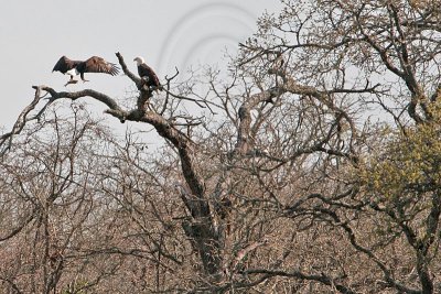 _MG_6337 Bald Eagle.jpg
