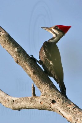 _MG_9069 Pileated Woodpecker.jpg