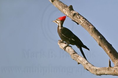 _MG_9090 Pileated Woodpecker.jpg