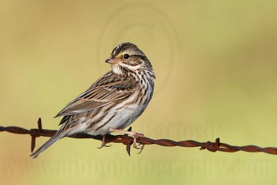 _MG_9002 Savannah Sparrow.jpg