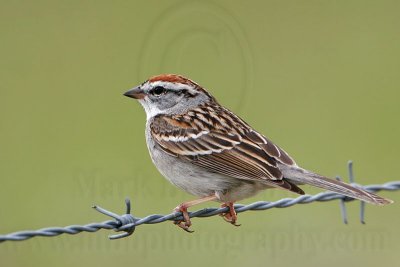 _MG_9261 Chipping Sparrow.jpg