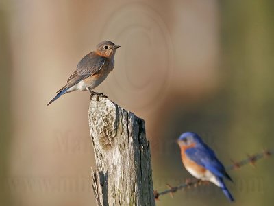 _MG_8980 Eastern Bluebird .jpg