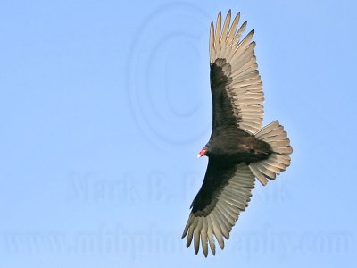 _MG_9241 Turkey Vulture.jpg