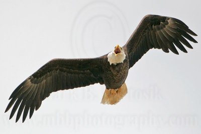 Bald Eagle - March 17, 2007