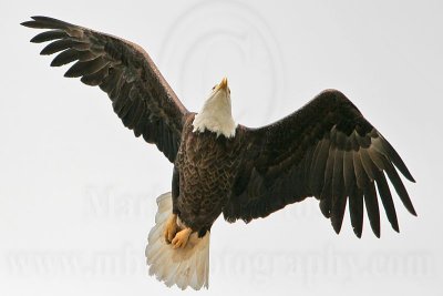 _MG_9371 Bald Eagle.jpg