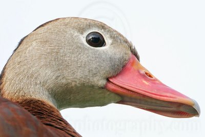 _MG_1232 Black-bellied Whistling-Duck.jpg