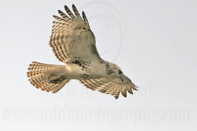 Upper Texas Coast (UTC)- February 25, 2007 - Harlan's and Krider's Red-tailed Hawk