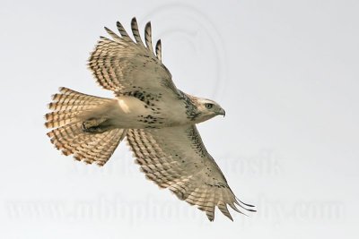 _MG_2277 Harlan's Red-tailed Hawk - Quintana.jpg