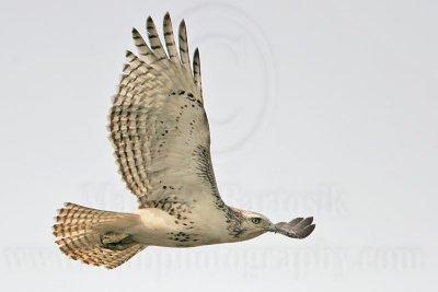 _MG_2278 Harlan's Red-tailed Hawk - Quintana.jpg