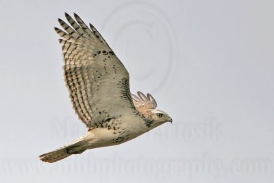 _MG_2284 Harlan's Red-tailed Hawk - Quintana.jpg